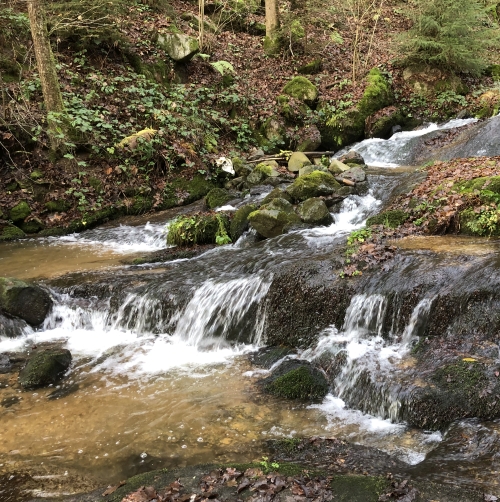 Bach / Michaela Stauder