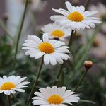 Katharinafeier der kfb oö 2017 in Wels-St. Franziskus                                                          