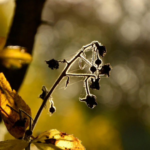 Heidewald Schieferegg - Umweltarbeit in der Diözese Linz