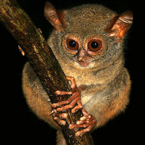 Aktionstag Sternsingen