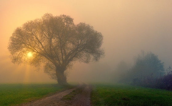 Nebel, Baum und Sonne