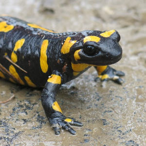 Pilgern Schlierbach-Klaus