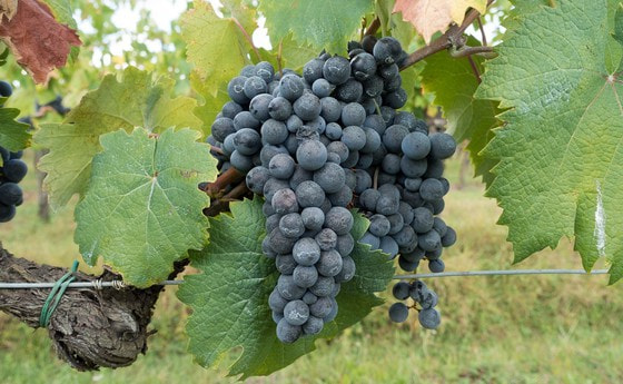 Geht auch ihr in meinen Weinberg!