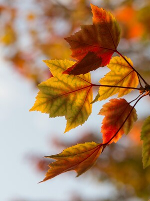 Herbst