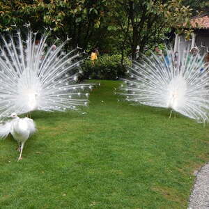 vom 29. April bis 5. Mai 2018