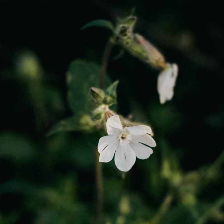 Wiesenblue