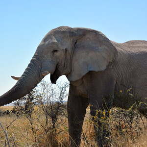 Etosha - Elefantenbulle neben unserem Fahrzeug
