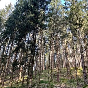 Wallfahrt nach Maria Schmolln