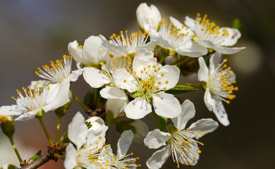 Blume