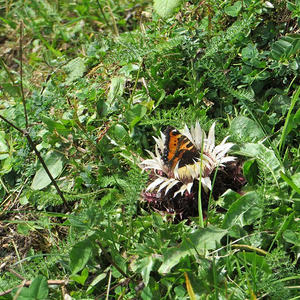 Bergmesse-Vorbereitung
