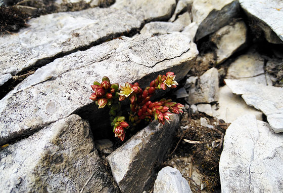 Staunen entspannt. Die Natur hält vieles bereit, worüber es sich zu staunen lohnt. 