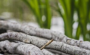 Kirche betet am 26. April um geistliche Berufungen