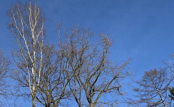 Baumspitzen im Winter
