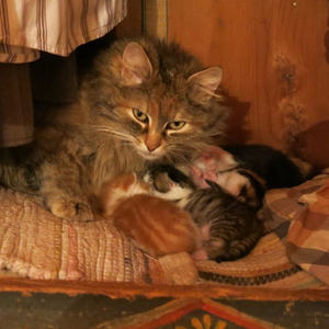 Pilgern Schlierbach-Klaus