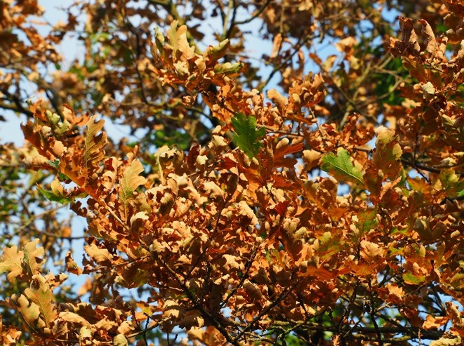Heidewald Schieferegg - Umweltarbeit in der Diözese Linz