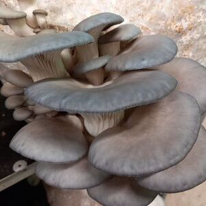 Pilzmanufaktur am Mosberger-Hof