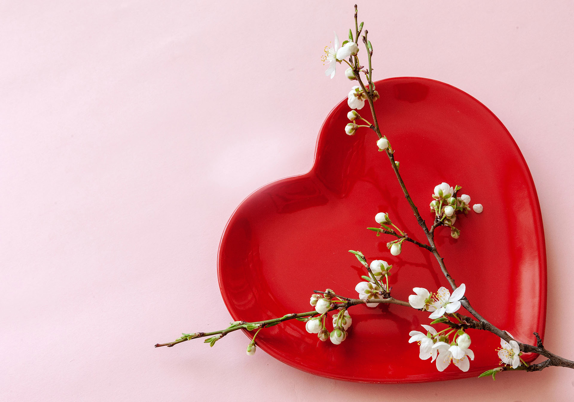 Close up of Branch of blossoming cherry on red heart shape plate on  pastel candy pink background