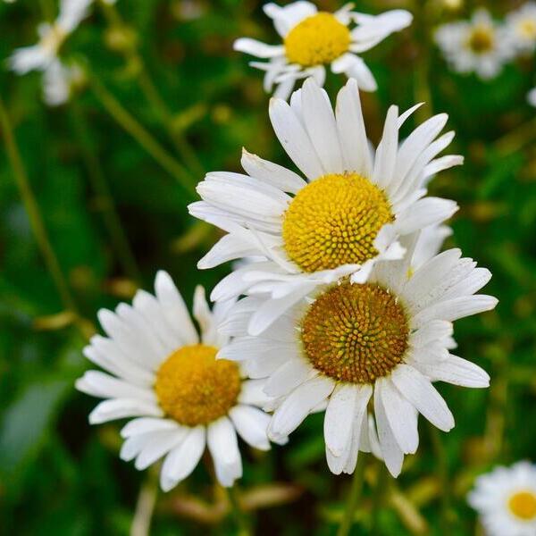 Margeriten
