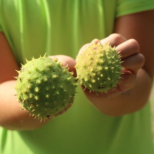 Kastanienschalen in Kinderhänden