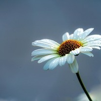 Margarite