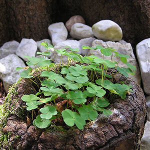 Fuß-Wallfahrt nach Mariazell 26. - 30.08.2008