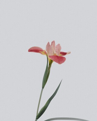 Blumen