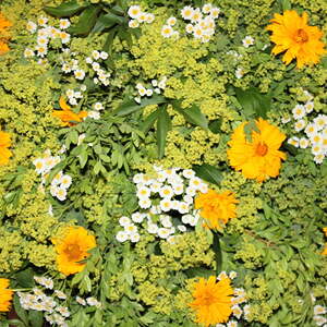 Pfarre Neumarkt im Mühlkreis