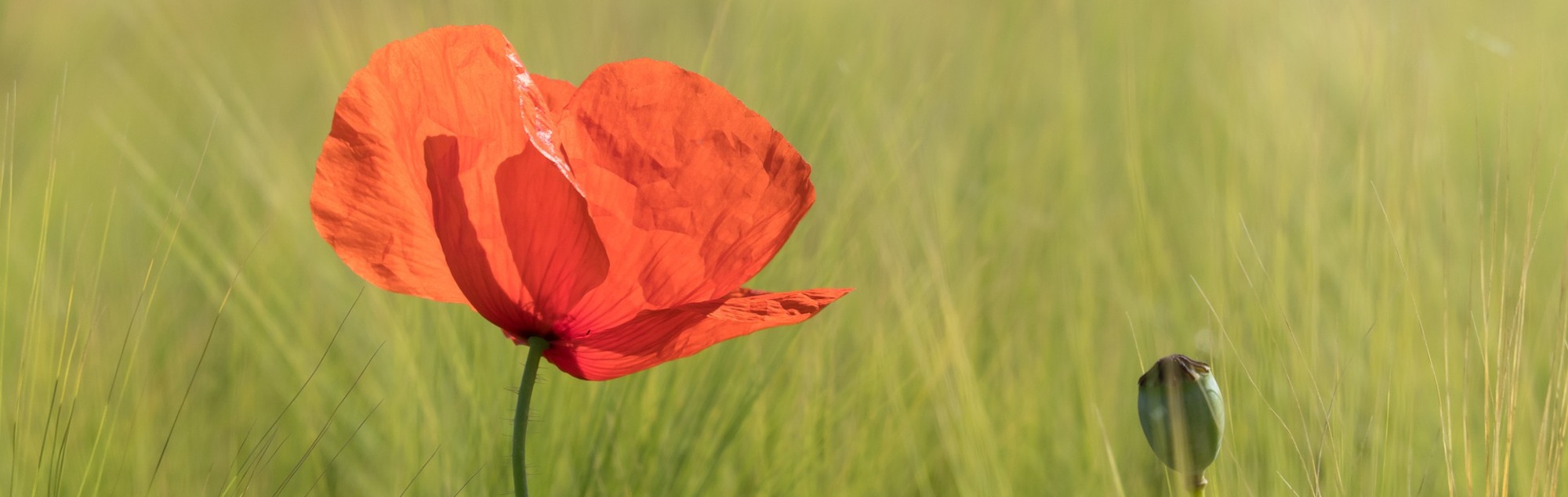 Klatschmohn
