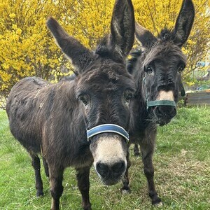 Eselmädchen Resi und Liesi