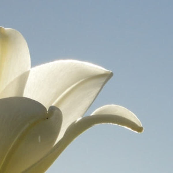 Maria Himmelf. u. Kräuterweihe