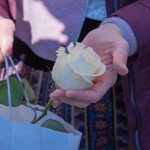 Weiße Rose im Bschoadbinkerl