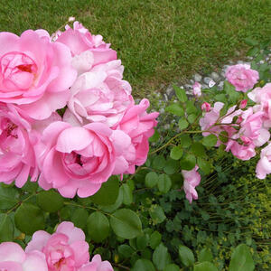 Seniorenausflug ins Mostviertel