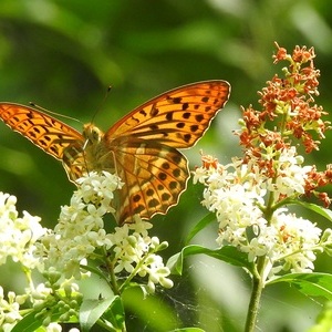 Heidewald Schieferegg - Umweltarbeit in der Diözese Linz