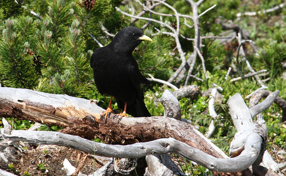 2017-06-15 Feuerkogel-Ebensee, IMG 3391