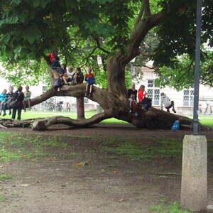  Der Kinderbaum (Kinder statt Früchte)