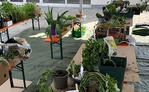Pflanzentauschmarkt