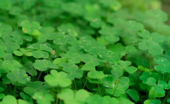 Wünschen und hoffen