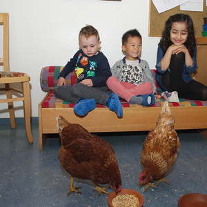 Hühner im Kindergarten