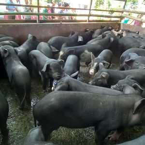 25 Paar Schweine für 25 arme Familien