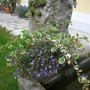 Mühlviertler Bierausflug