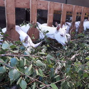 Nachhaltige Verwertung