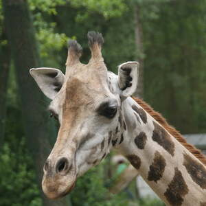 Kinderausflug Schmiding