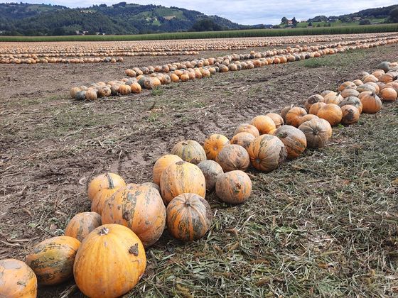 Sternradfahrten - Südsteiermark - 29.8.-3.9.2021