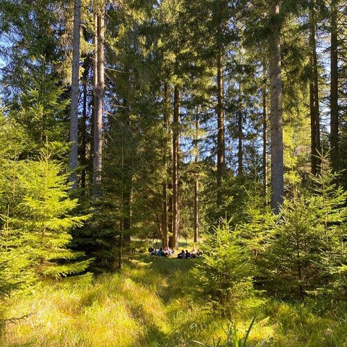 Wald / Christine Schulz Wald