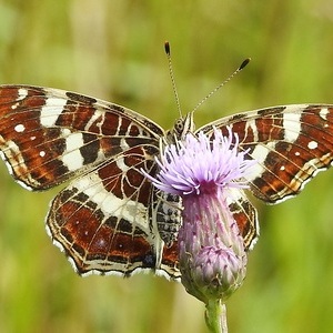 Heidewald Schieferegg - Umweltarbeit in der Diözese Linz