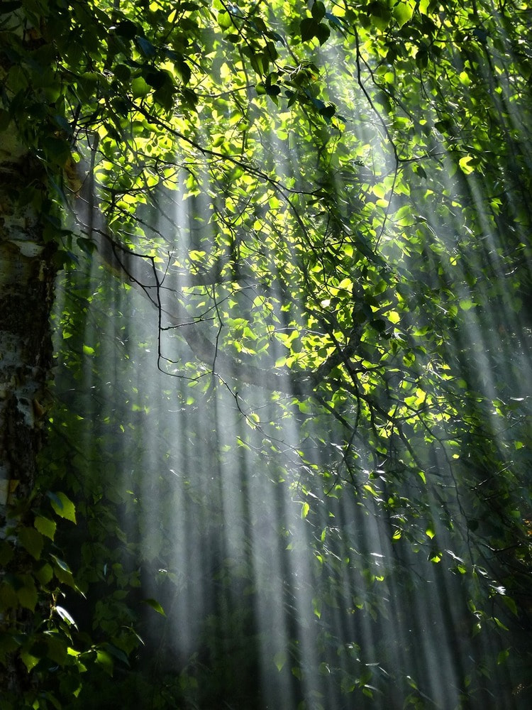 Licht durchflutet den dichten Wald