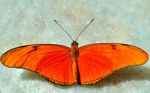 Schmetterling in Orange...