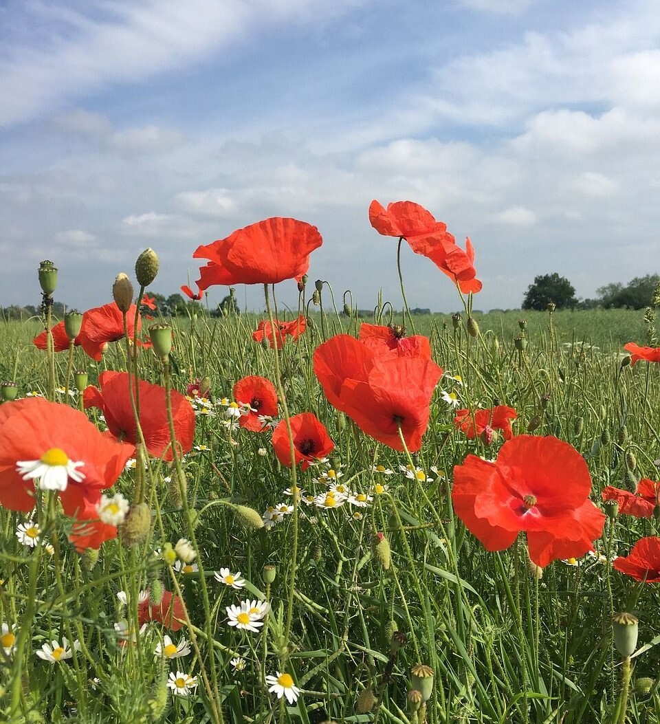 Blumenwiese