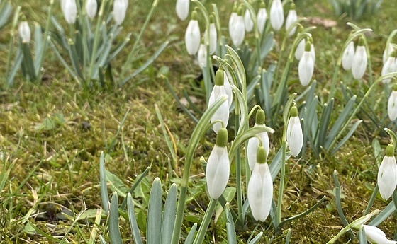 Schneeglöckchen im Priesterseminargarten