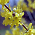 Goldregen/Forsythie